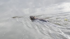 Beaver Takes an Early Morning Swim in the Tidal Basin